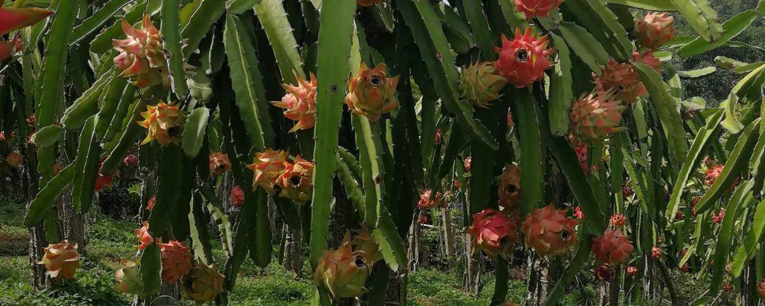 guimaras-dragon-fruit