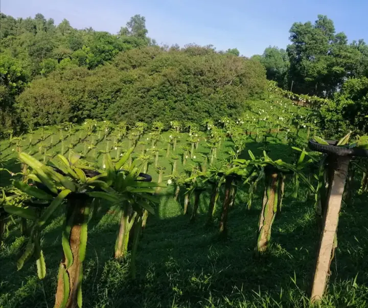 NJST Fruit Farm, photo 4 of 8