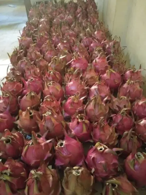 NJST Fruit Farm, photo 5 of 8