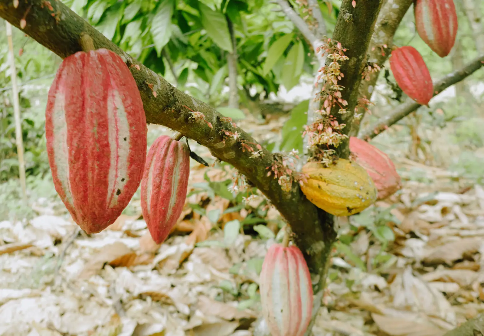 Spring Bloom AgriFarm, photo 4 of 8