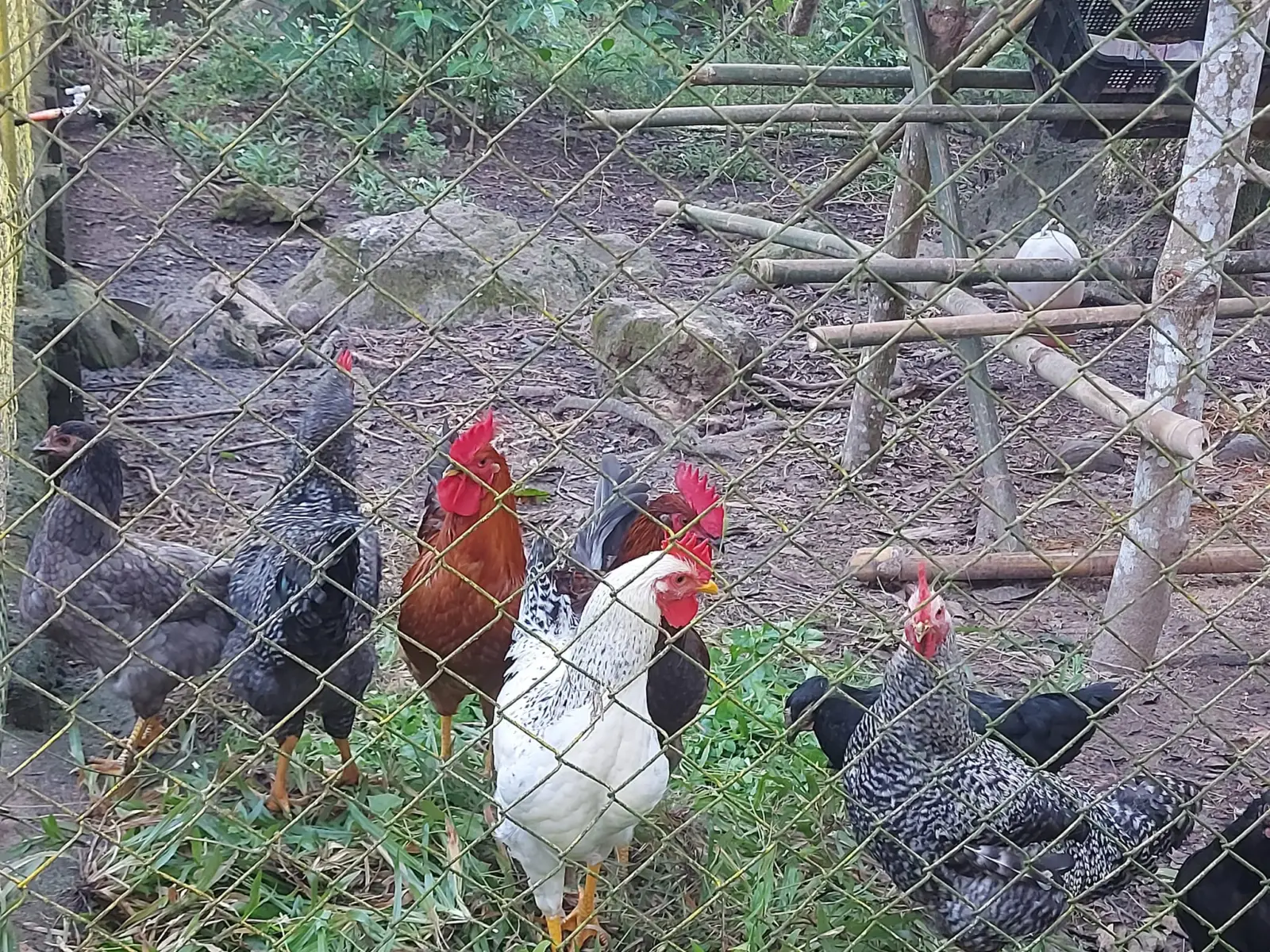 Wonder's Farm, photo 4 of 9