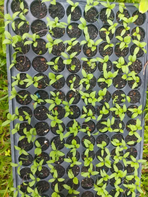 Wonder's Farm, photo 9 of 9