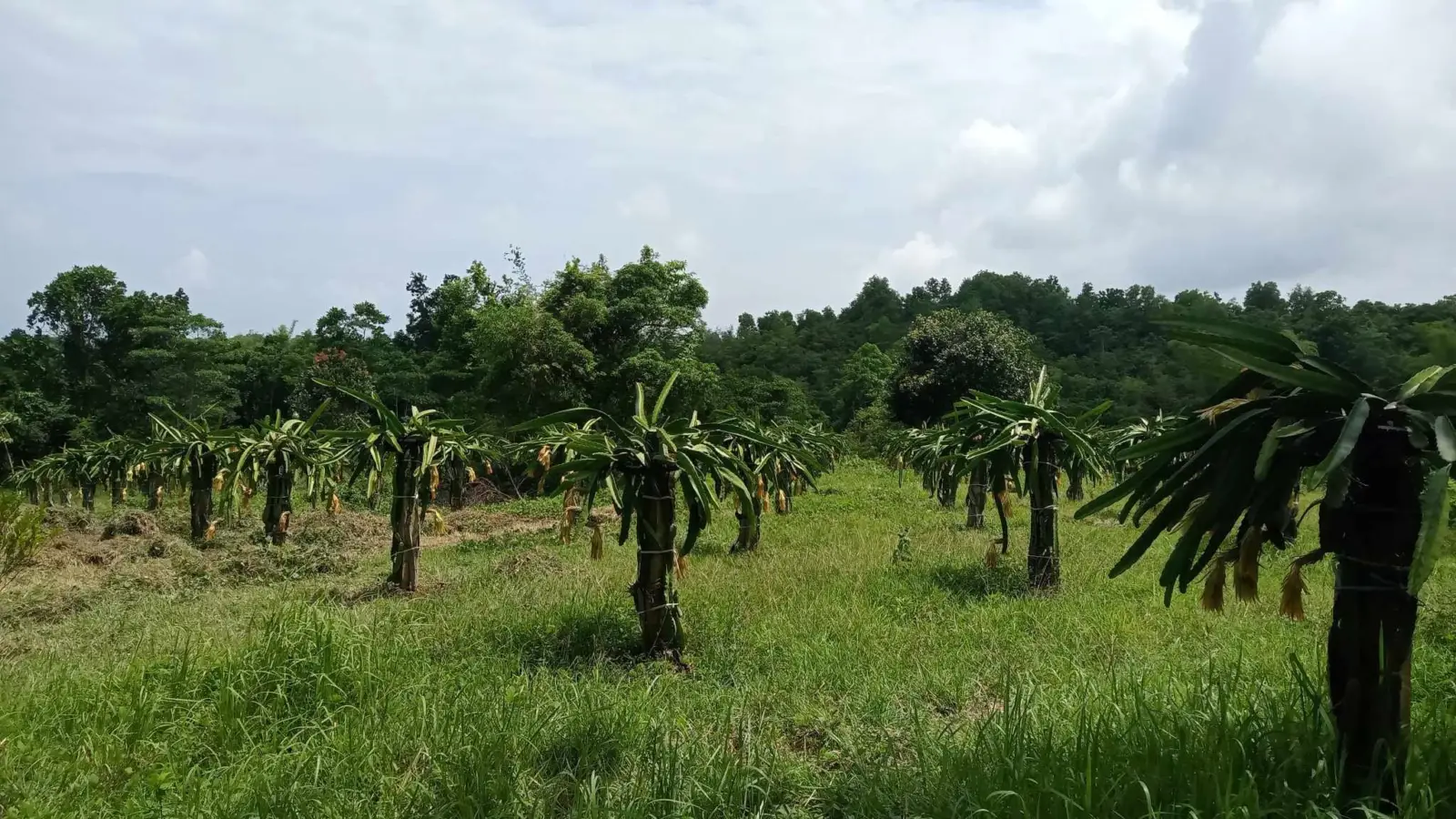 Paquito Farm, photo 4 of 9