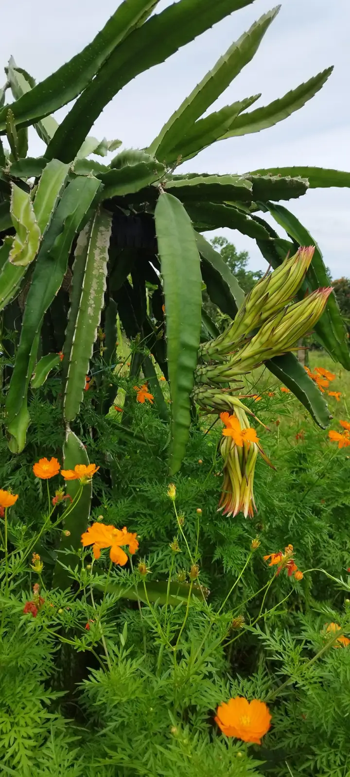 Paquito Farm, photo 7 of 9