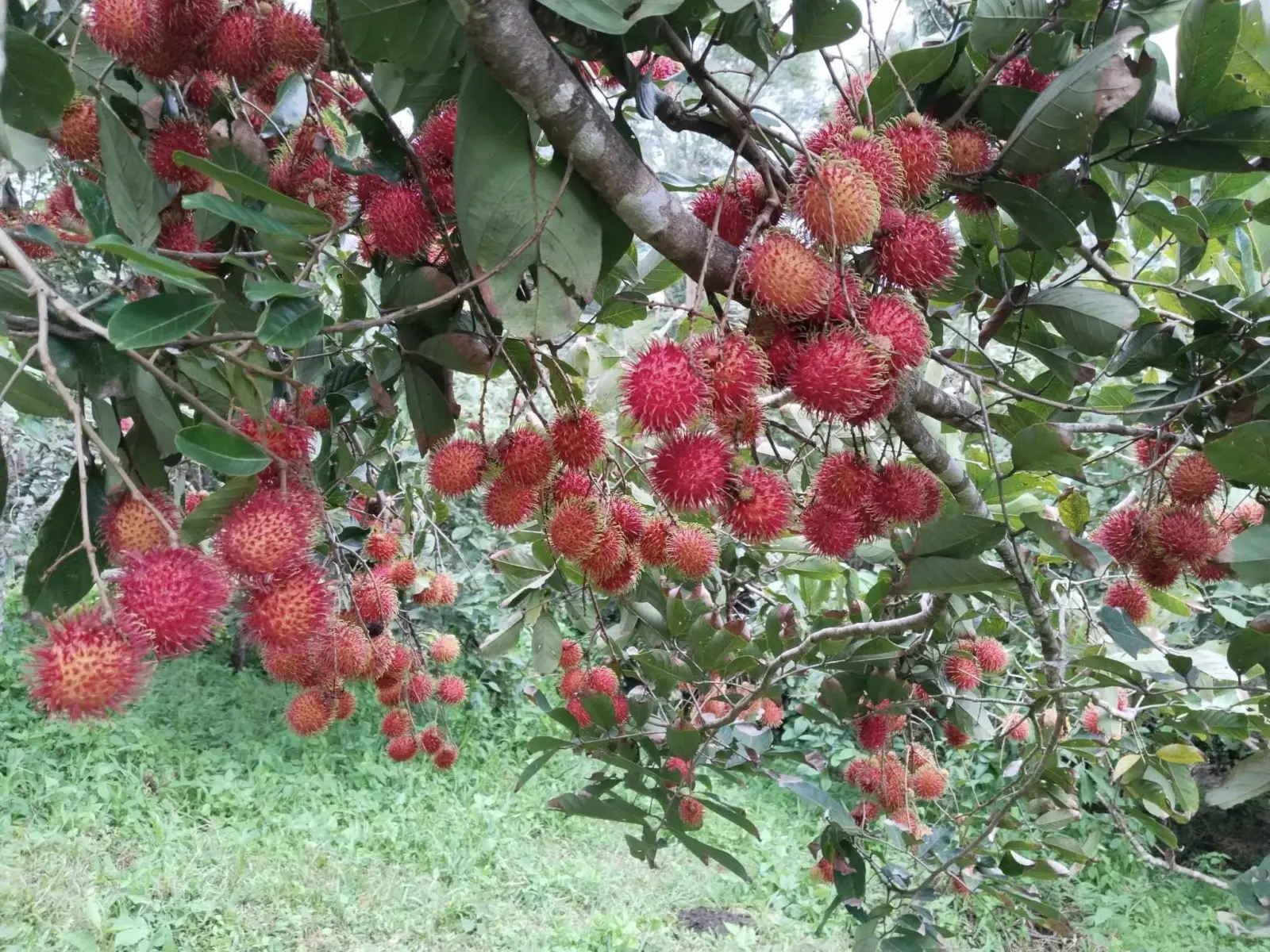 NJST Fruit Farm, photo 7 of 8