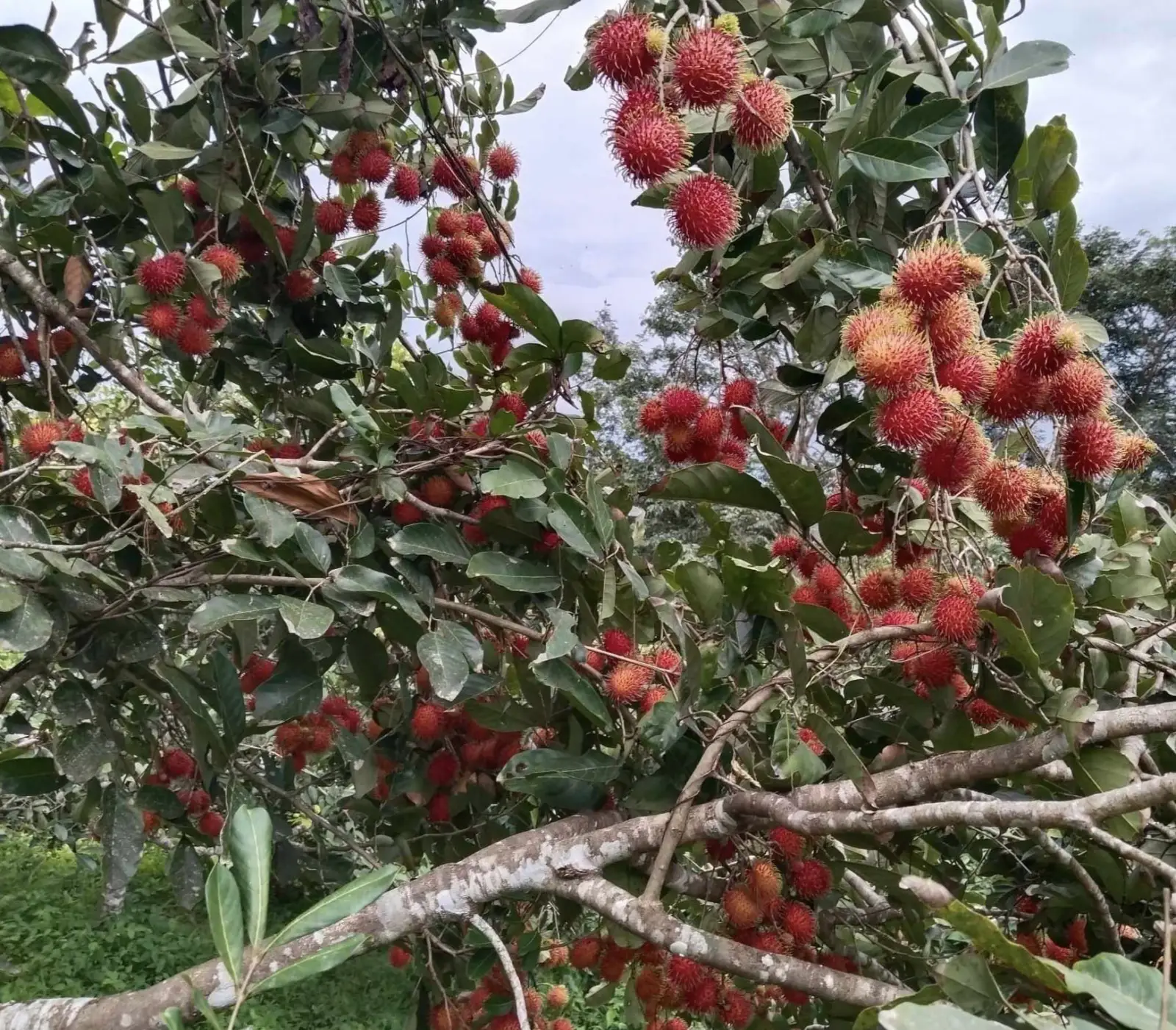 NJST Fruit Farm, photo 8 of 8