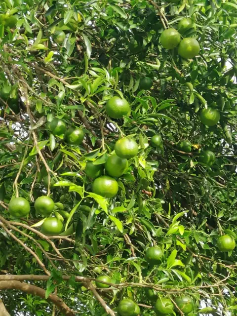 NJST Fruit Farm, photo 1 of 8