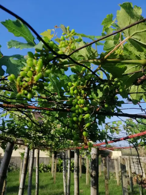 NJST Fruit Farm, photo 2 of 8