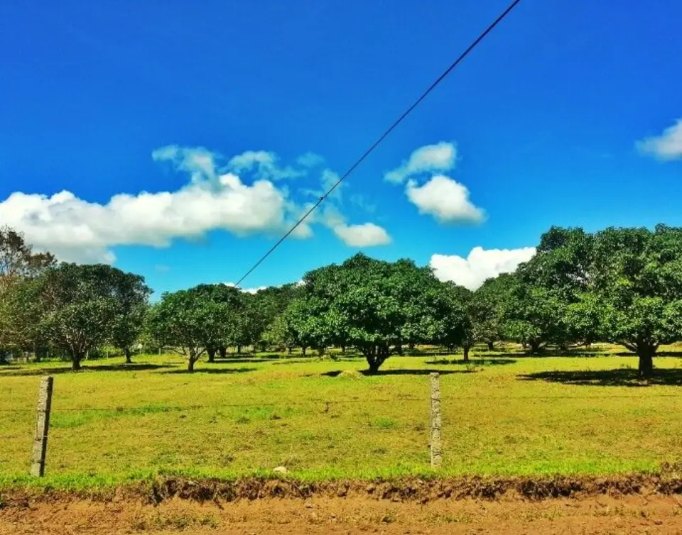Mango orchard in Guimaras