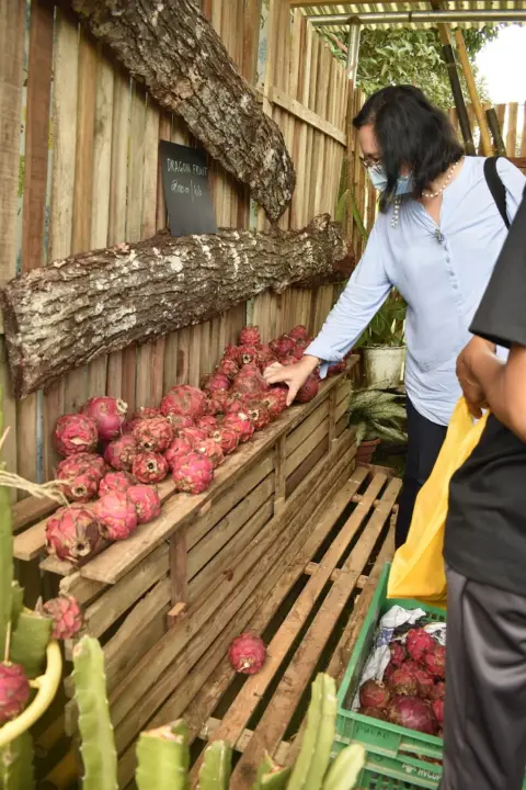 Dragon Fruit Festival, photo 2 of 7
