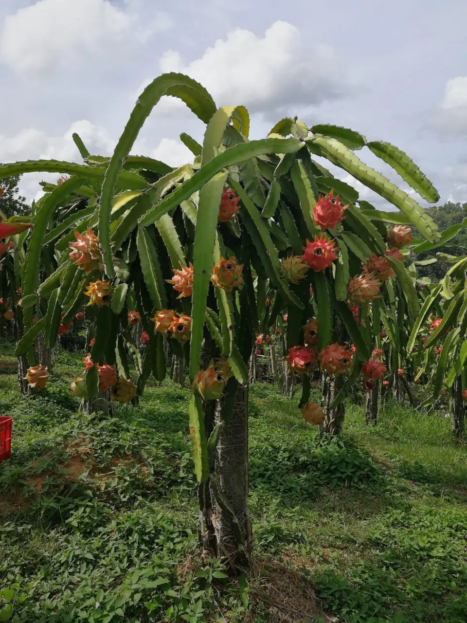 Dragon Fruit Festival, photo 5 of 7