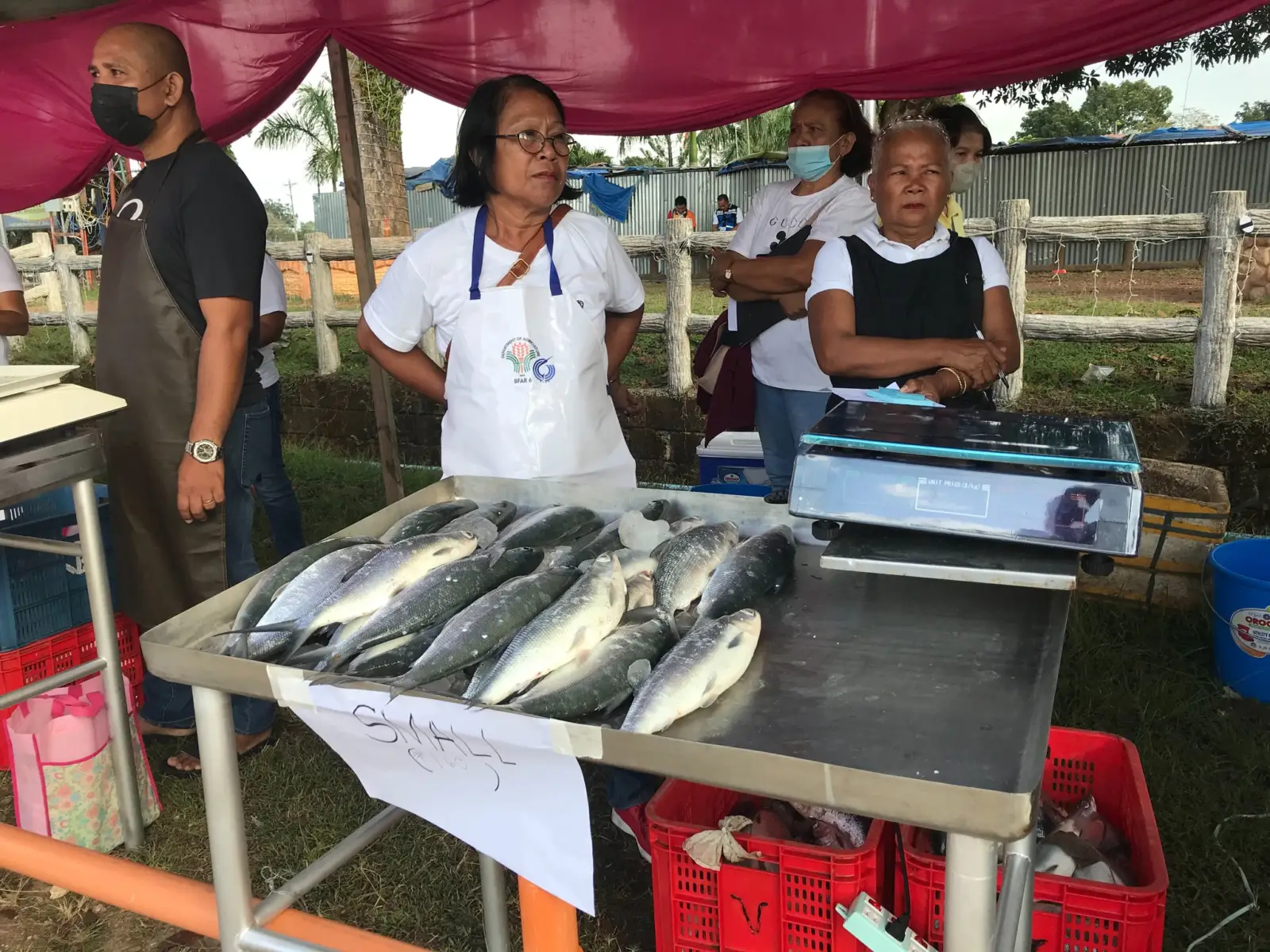 Bangus Festival, photo 6 of 11