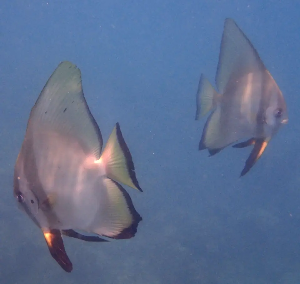 Taklong Island National Marine Reserve, photo 4 of 6
